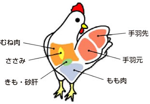 鶏に関する豆知識